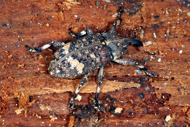 Pissodes piceae - Copyright Denis Bourgeois
